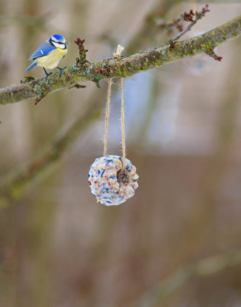 Vogelfutter-Ring am Baum mit Vogel