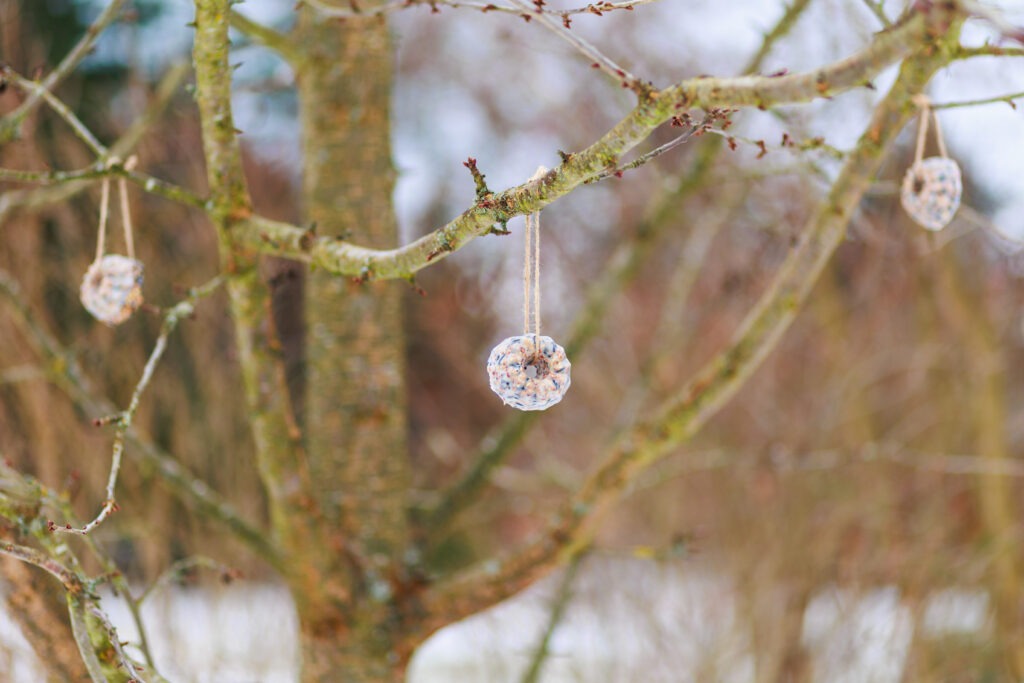 Vogelfutter-Ringe am Baum